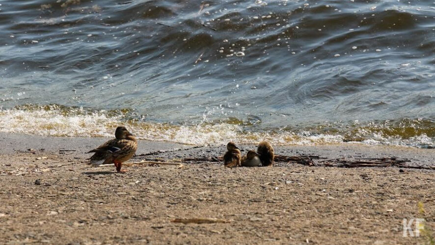 Мужчина ушел купаться в штормящем море и не вернулся.