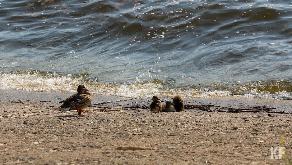 Мужчина ушел купаться в штормящем море и не вернулся.