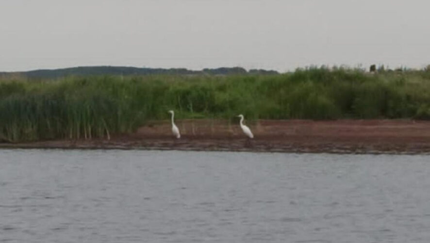 Чаще всего птицы обитают в степной и лесостепной зонах.