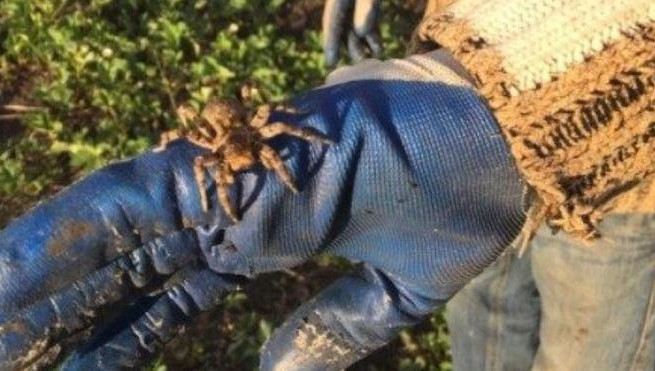 Южнорусский тарантул является одним из крупнейших&nbsp;пауков&nbsp;в Европе