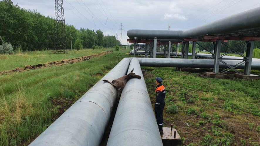 Специалисты проводят проверку и выясняют