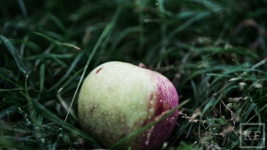 Ведомство проверило качество яблок и развенчало пять самых распространенных мифов о них.