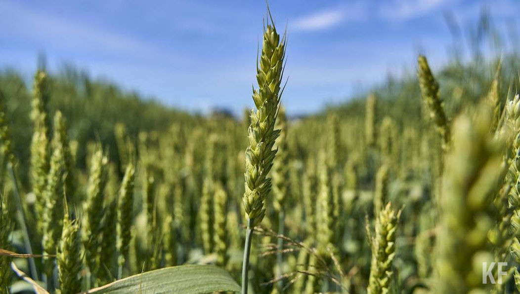 Посевные площади составили более 1