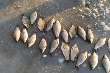 Мужчина выловил сетью 21 рыбу на территории Волжско-Камского природного заповедника.