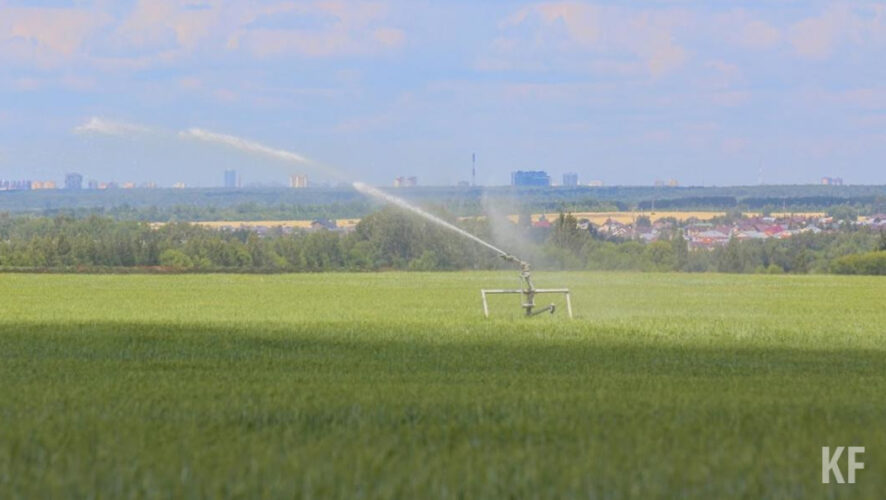 Из-за резкого понижения температуры в начале мая пострадали 30 тысяч гектаров посевов.