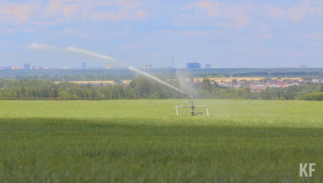 Из-за резкого понижения температуры в начале мая пострадали 30 тысяч гектаров посевов.