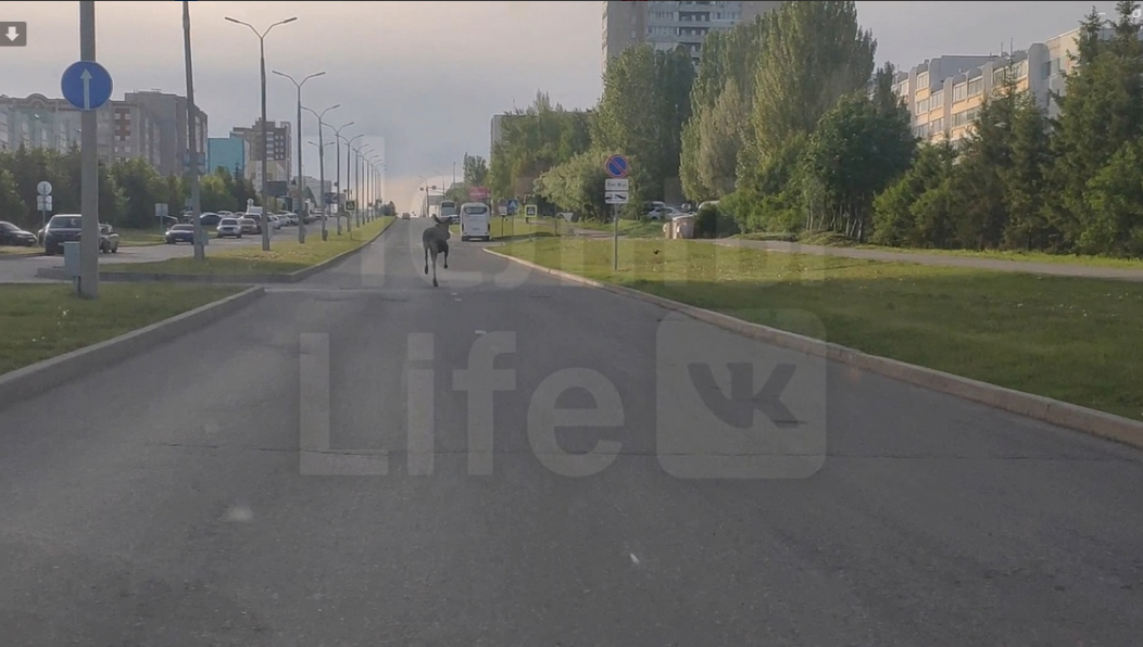 У животного была большая рана на животе.