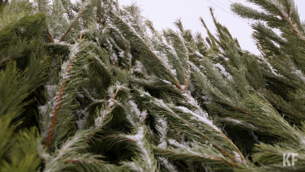 Как сообщил министр лесного хозяйства республики Равиль Кузюров