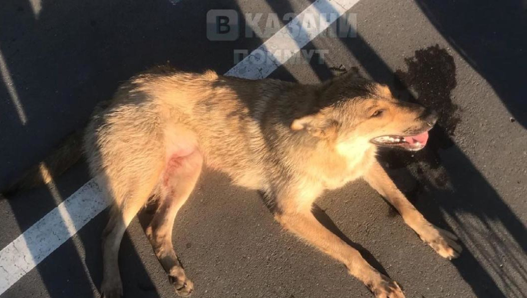 У бедняги множество переломов