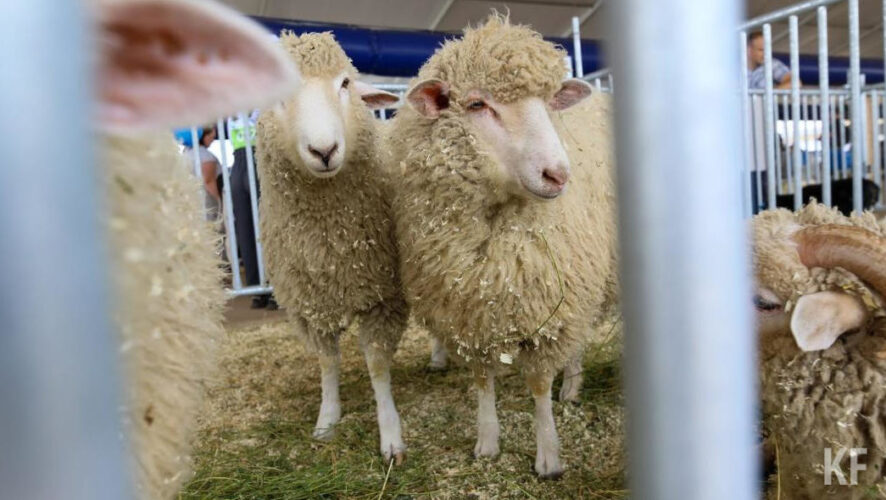 Лидером по количеству забоя жертвенных овец стал Набережночелнинский мухтасибат.