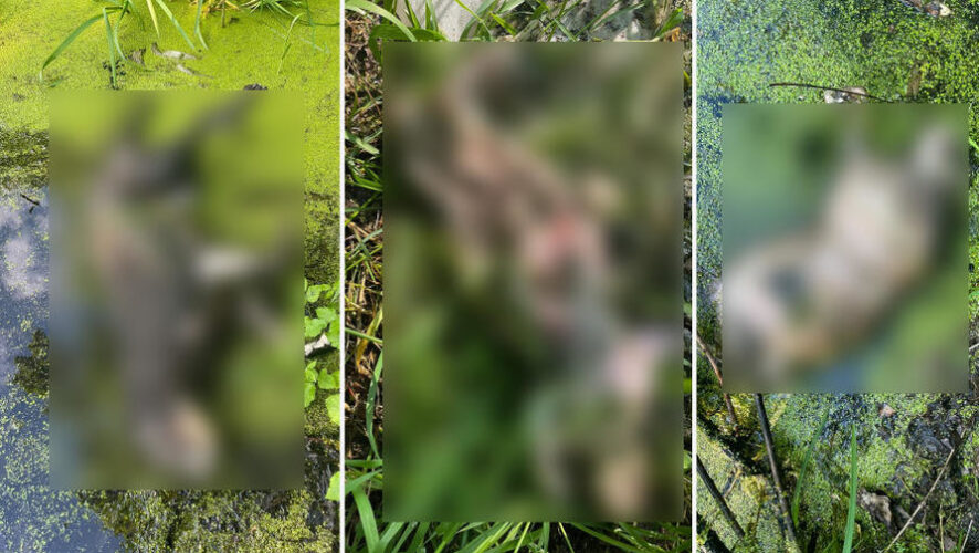 Водоем располагается в парковой зоне.