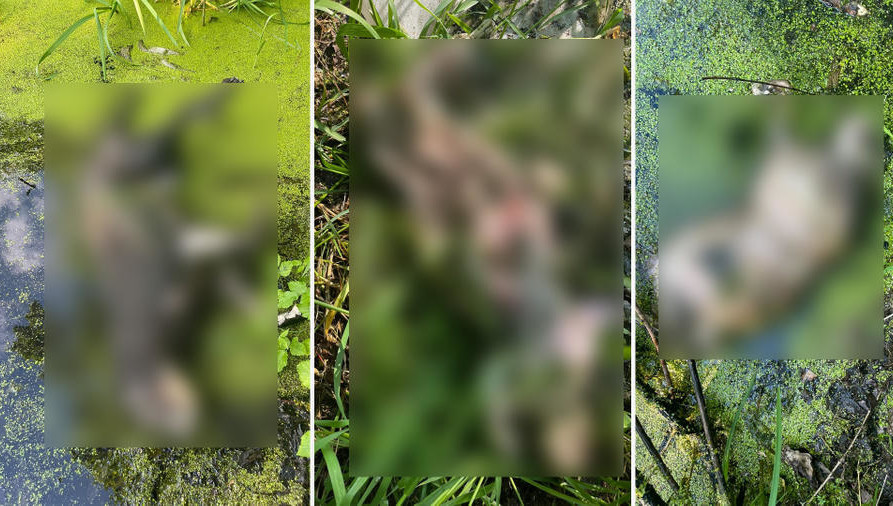 Водоем располагается в парковой зоне.