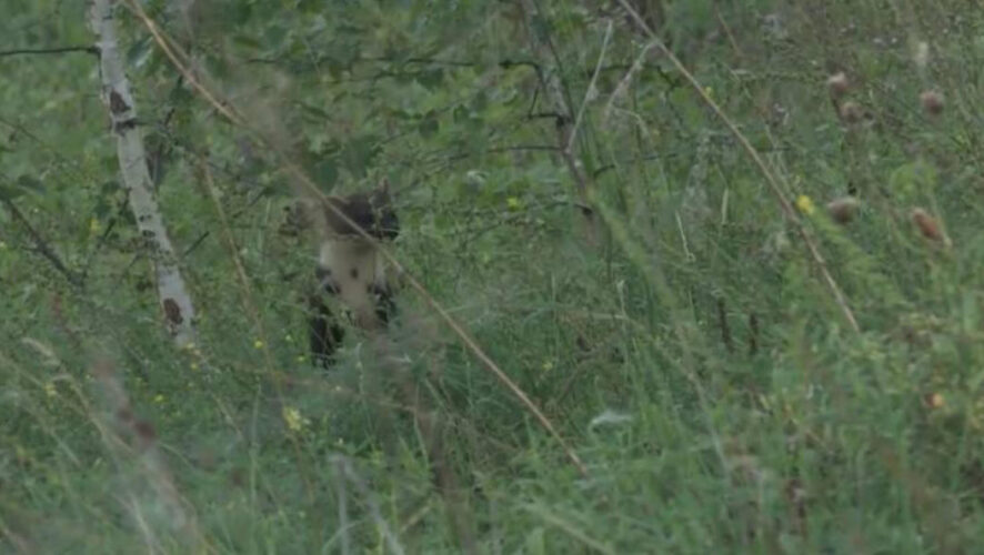 Зверь даже не испугался камеры.