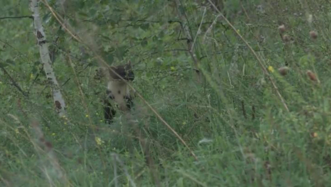 Зверь даже не испугался камеры.
