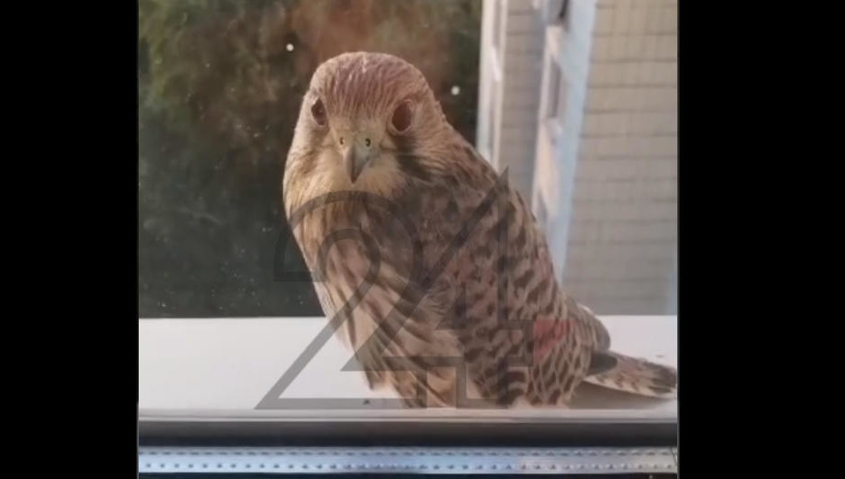 Казанцы переживают за судьбу птицы