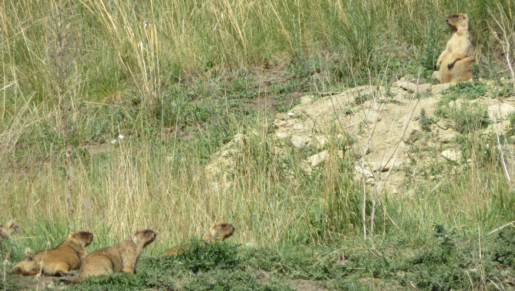 Перепись проводят ради обеспечения охраны