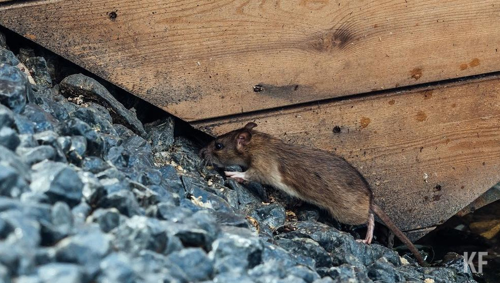 В Госдуму законопроект поступит после рассмотрения на заседании правительства.