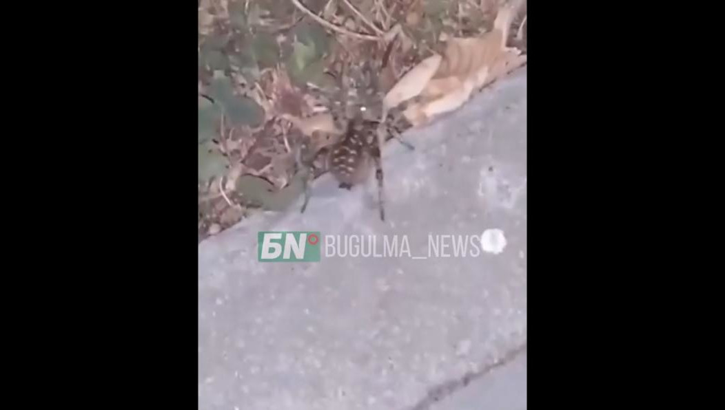 Шокированный горожанин запечатлел мизгиря на телефон.