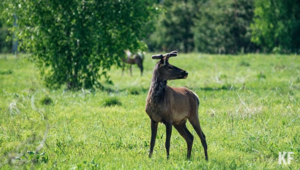 Он будет действовать весь предстоящий сезон.