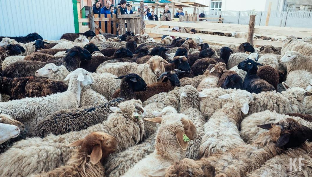 Альметьевский район вошел в число одних из самых засушливых.