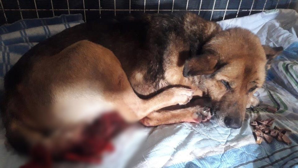 Местные жители требуют привлечь к уголовной ответственности вагоновожатую.