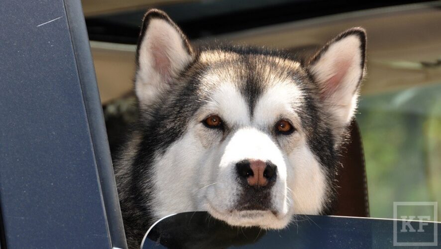 Несколько десятков собак породы «хаски» арестовали судебные приставы в оренбургском питомнике из-за долга хозяина