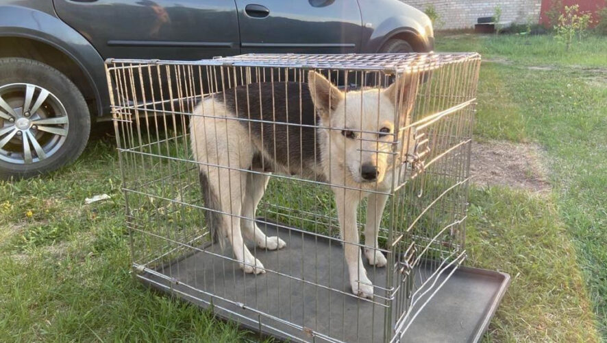 В соцсетях местные жители регулярно жалуются на бродящие по городу своры собак.