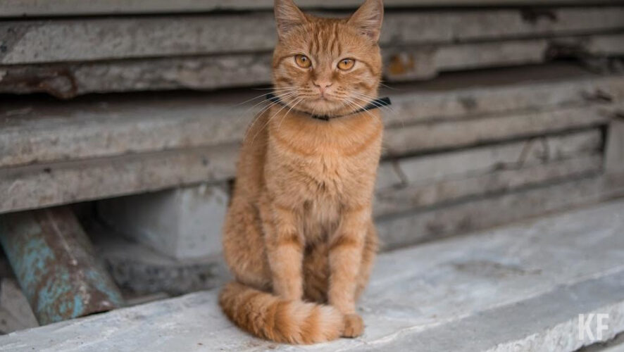 В заключении говорится