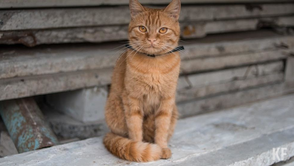 В заключении говорится
