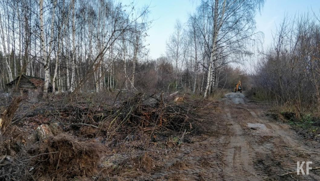 Древесина перейдет на реализацию к госкомпании «Автодор».
