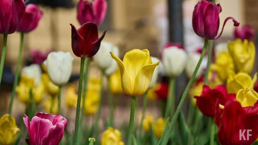 Однако большую часть ассортимента займут цветы российского производства.