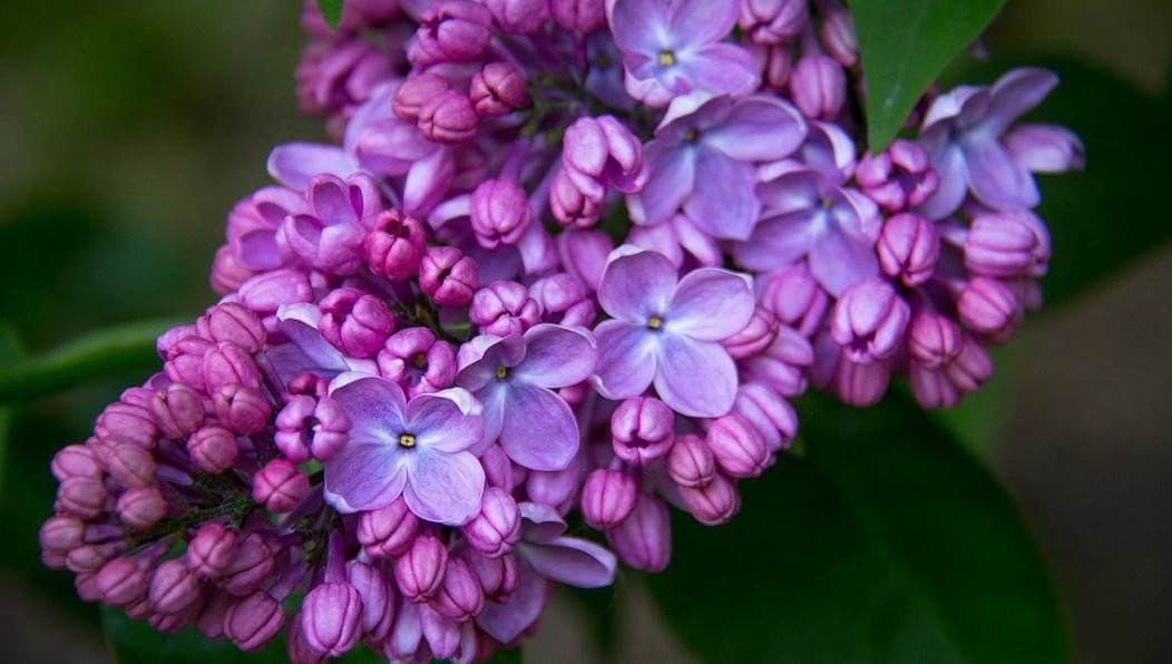 Сирингариум с 36 сортами сирени появится на территории променада на Баки Урманче при поддержке лесоклиматической программы СИБУРа «Зеленая формула».