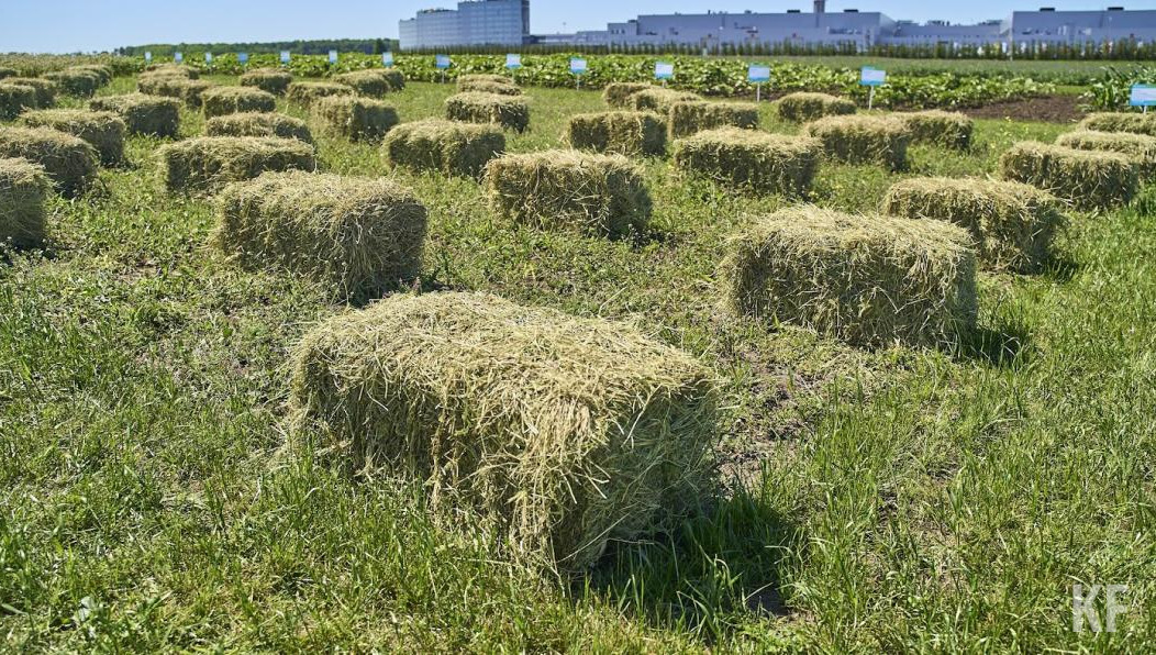 Сено и овёс должны поставить до конца 2023 года.