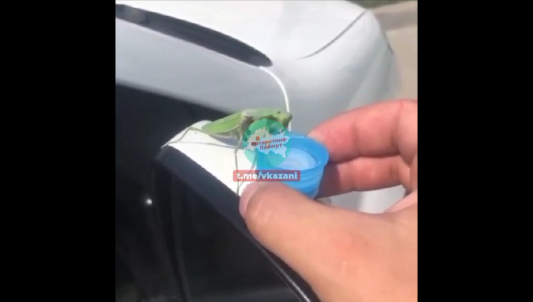 Забавное видео житель Челнов опубликовал в соцсети.