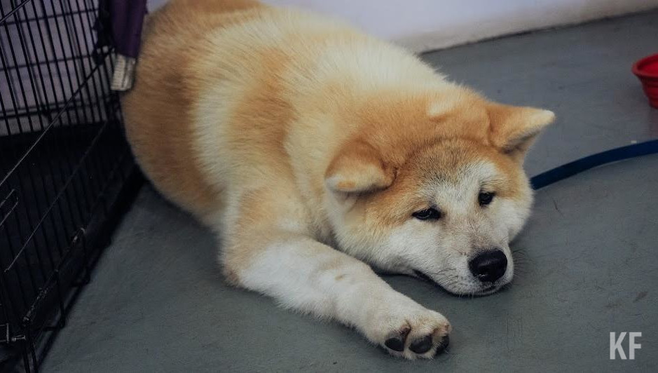 Для собак и кошек принимаются сухие корма