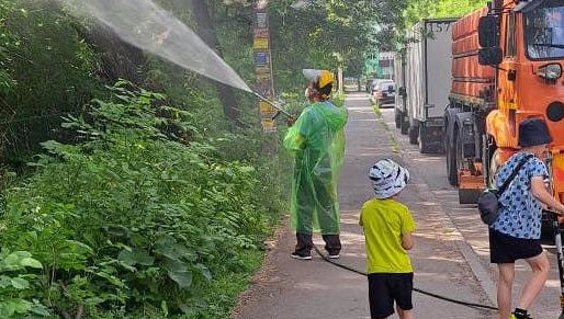 Насекомое повреждает до 300 видов растений.