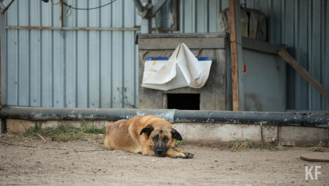 Теперь он вынужден проходить лечение от бешенства.
