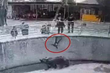 Шокирующий случай сняли на видео в зоопарке Ташкента.