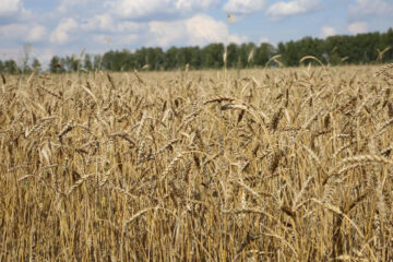 На поле хозяйства ООО «Волжская» комбайном убрана пробная полоса озимой пшеницы «Скипетр».