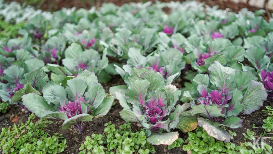 К апрелю аграрии вырастили 345