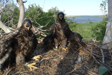 В рамках данного процесса обследовали свыше 30 гнездовых участков.