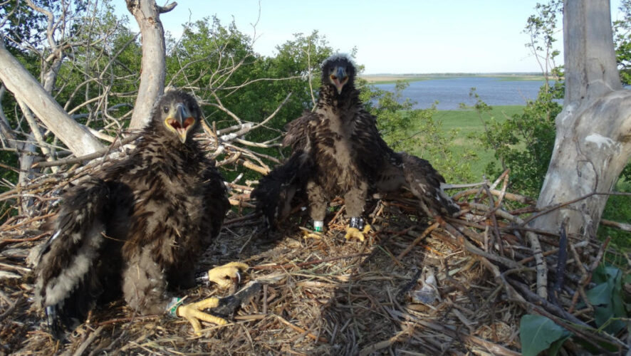 В рамках данного процесса обследовали свыше 30 гнездовых участков.