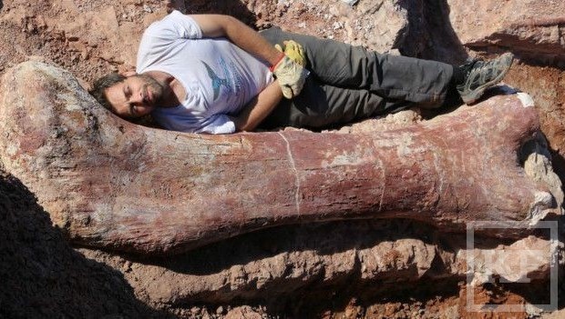 Ученые-палеонтологи обнаружили в ходе раскопок в Аргентине скелет самого большого в мире динозавра