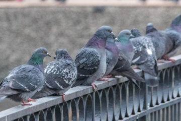 Уже неделю несколько десятков птиц не могут выбраться из закрытой металлической сектой вентиляции.