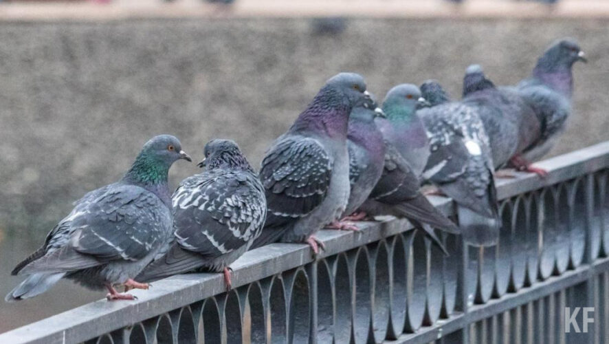 Уже неделю несколько десятков птиц не могут выбраться из закрытой металлической сектой вентиляции.