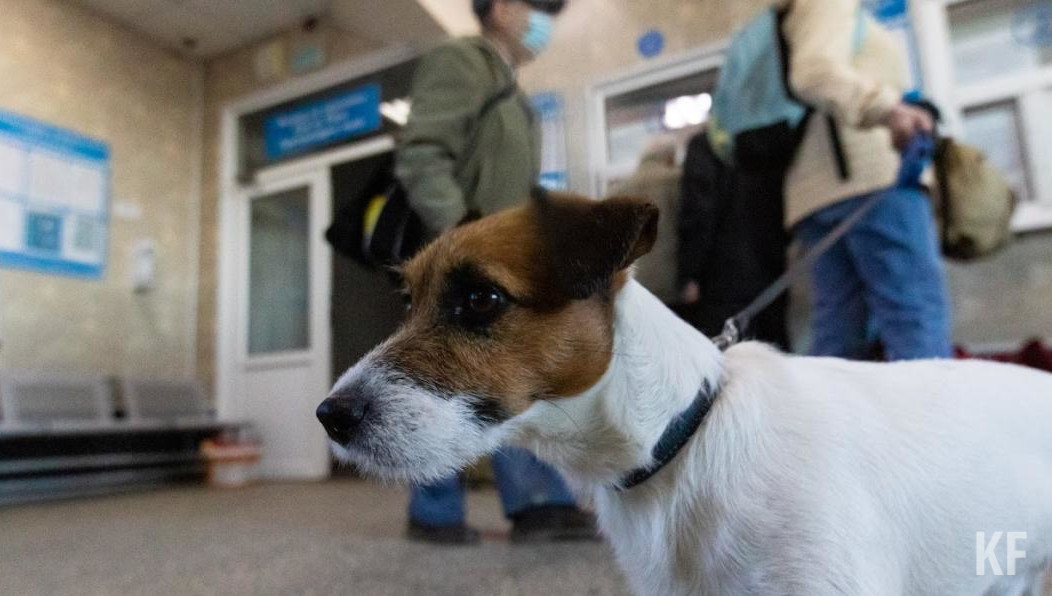 Всего с начала года в городе отловили 3717 безнадзорных псов.