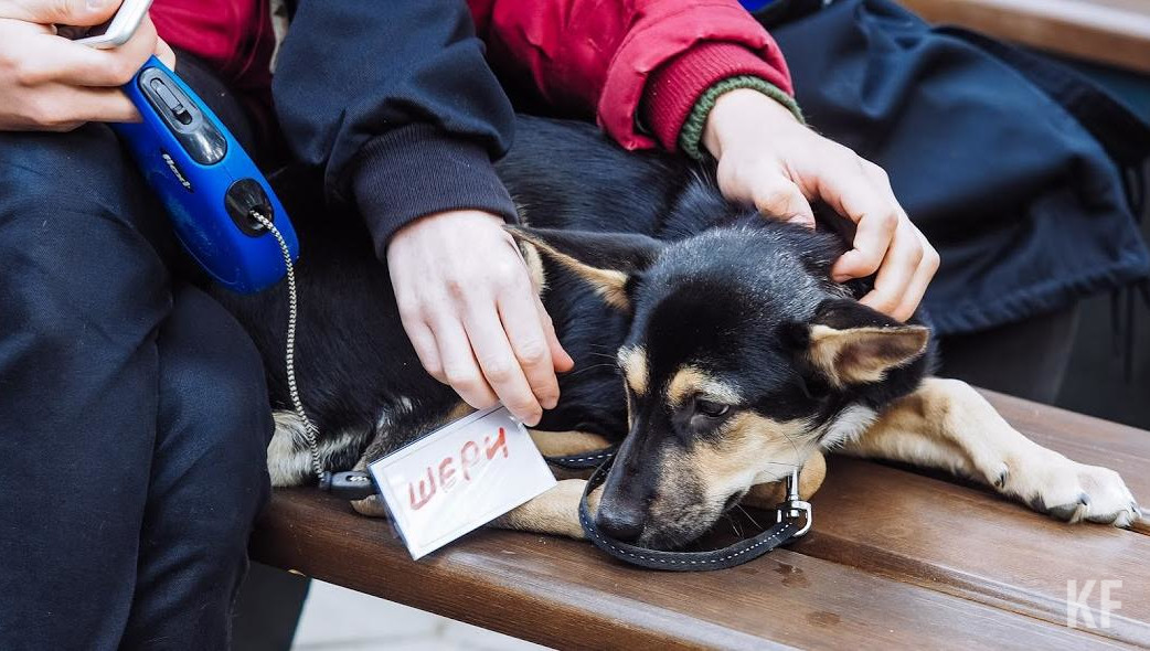 Зоозащитники негодуют