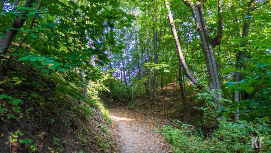 Пенсионерка ушла из садового товарищества &laquo;Дубравушка&raquo; в сторону леса.