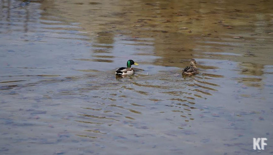 Охотничий сезон с использованием манков продолжался 20 апреля.