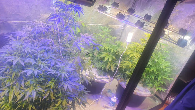 Мужчина ухаживал за посадками